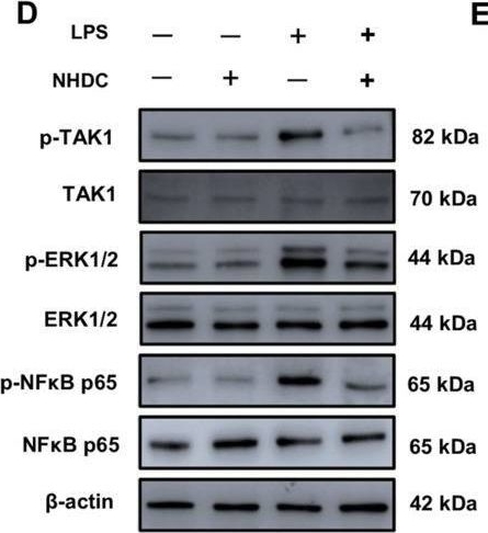 Fig.6.D showing Western Blotting in a Homo sapiens (Human) sample from the publication: Neohesperidin Dihydrochalcone Alleviates Lipopolysaccharide-Induced Vascular Endothelium Dysfunction by Regulating Antioxidant Capacity.