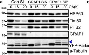 Fig.2.A showing Western Blotting in a Homo sapiens (Human) sample from the publication: GRAF1 integrates PINK1-Parkin signaling and actin dynamics to mediate cardiac mitochondrial homeostasis.