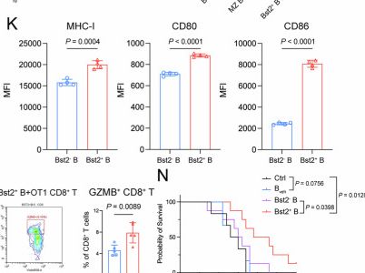 Fig.6.K showing Flow cytometry/Cell sorting in a Mus musculus (House mouse) sample from the publication: Oncolytic virus M1 reinvigorates CD8+ T-cell immunity against glioblastoma through B-cell-dependent antigen cross-presentation in the spleen.