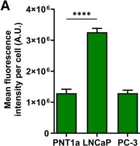 Fig.2.A from the publication: Targeting Prostate Cancer Cells Using Anti-Sortilin and Anti-Syndecan-1 Antibody Drug Conjugates.
