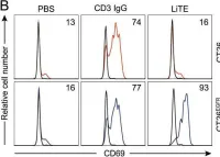 Fig.1.B showing Flow cytometry/Cell sorting in a Mus musculus (House mouse) sample from the publication: Effective cancer immunotherapy combining mRNA-encoded bispecific antibodies that induce polyclonal T cell engagement and PD-L1-dependent 4-1BB costimulation.