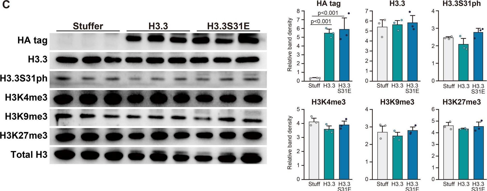Fig.2.C showing Western Blotting from the publication: Phosphorylation-mimicking histone H3.3 rescues exercise-induced gene responses in an epigenetic aging model of mouse skeletal muscle.