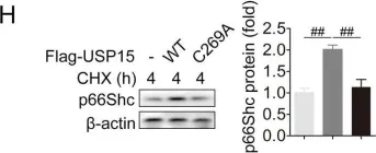 Fig.4.H showing Western Blotting from the publication: USP15 regulates p66Shc stability associated with Drp1 activation in liver ischemia/reperfusion.