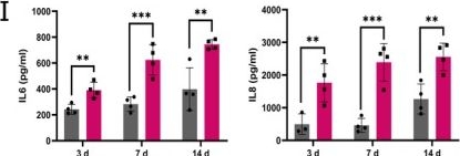 Fig.2.I showing Enzyme-linked immunosorbent assay from the publication: Prematurely Aged Human Microglia Exhibit Impaired Stress Response and Defective Nucleocytoplasmic Shuttling of ALS Associated FUS.