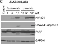 Fig.4.C showing Western Blotting from the publication: HIV Protease-Generated Casp8p41, When Bound and Inactivated by Bcl2, Is Degraded by the Proteasome.