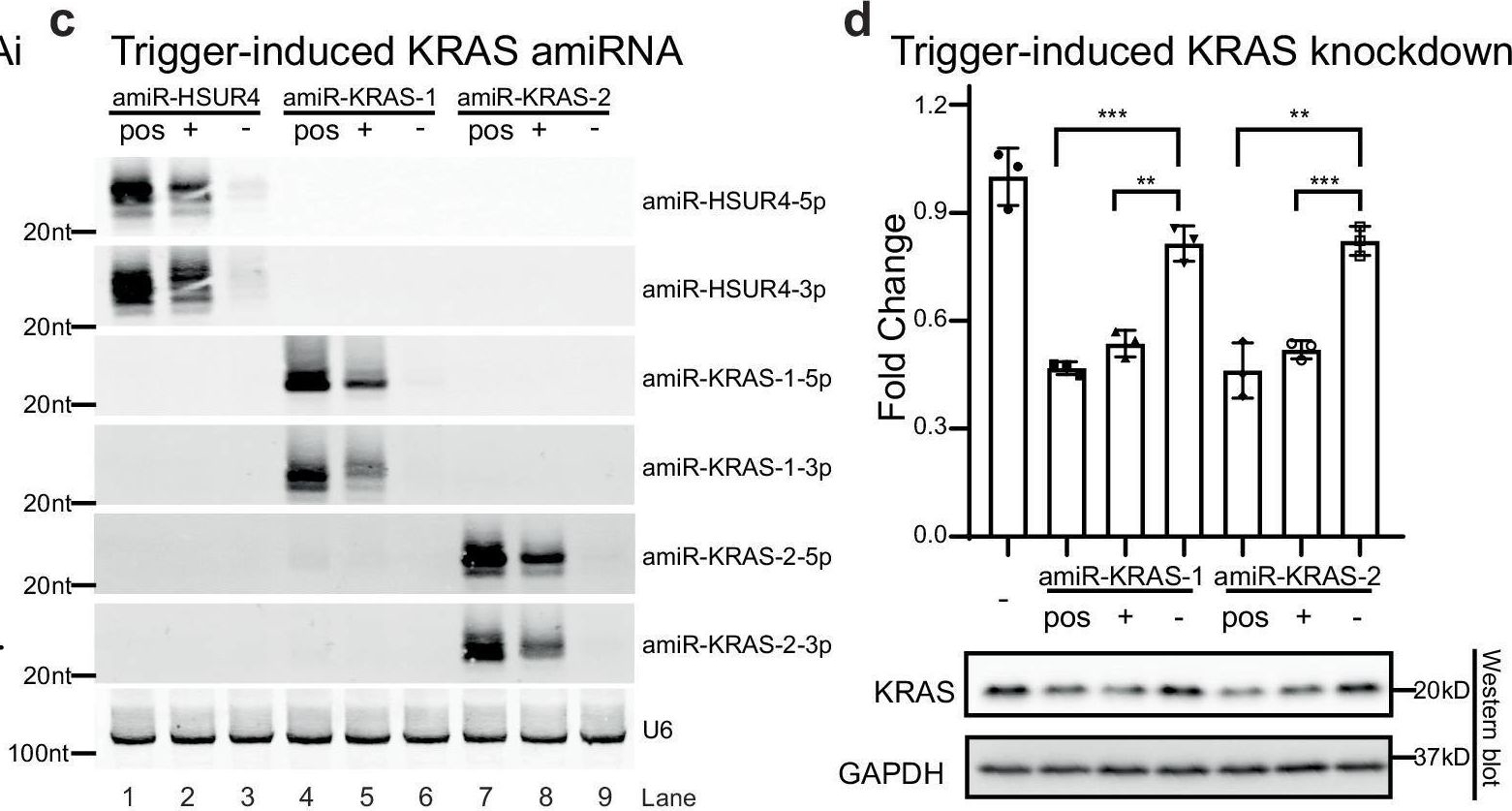 Fig.4.C,D showing Western Blotting in a Homo sapiens (Human) sample from the publication: Conditional RNA interference in mammalian cells via RNA transactivation.