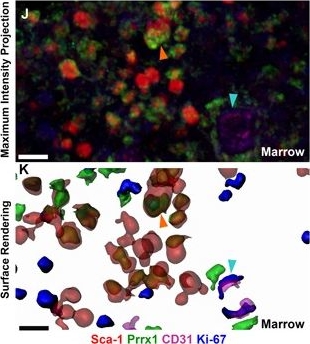 Fig.6.J showing Immunohistochemistry in a Mus musculus (House mouse) sample from the publication: Site-Specific Load-Induced Expansion of Sca-1+Prrx1+ and Sca-1-Prrx1+ Cells in Adult Mouse Long Bone Is Attenuated With Age.
