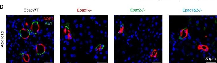 Fig.9.D showing Immunohistochemistry-immunofluorescence from the publication: Epac2 Deficiency Compromises Adaptation to Dietary Acidification by Decreasing H+ Transport in the Renal Nephron.