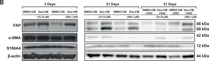 Fig.3.B showing Western Blotting in a Homo sapiens (Human) sample from the publication: Exposure of endothelial cells to doxorubicin inhibits extracellular matrix production by dermal fibroblasts in a paracrine manner.