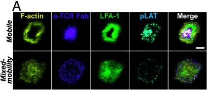 Fig.3.A showing Immunocytochemistry-immunofluorescence from the publication: Mixed-mobility supported lipid bilayers uncover the role of immobilized ICAM1 on T cell activation and immune synapse organization.
