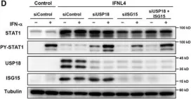 Fig.5.D showing Western Blotting in a Homo sapiens (Human) sample from the publication: IFN-λ4 potently blocks IFN-α signalling by ISG15 and USP18 in hepatitis C virus infection.