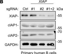 Fig.1.B showing Western Blotting from the publication: Insights into absence of lymphoma despite fulminant Epstein-Barr virus infection in patients with XIAP deficiency.