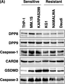 Fig.3.A showing Western Blotting in a Homo sapiens (Human) sample from the publication: DPP8 Selective Inhibitor Tominostat as a Novel and Broad-Spectrum Anticancer Agent against Hematological Malignancies.