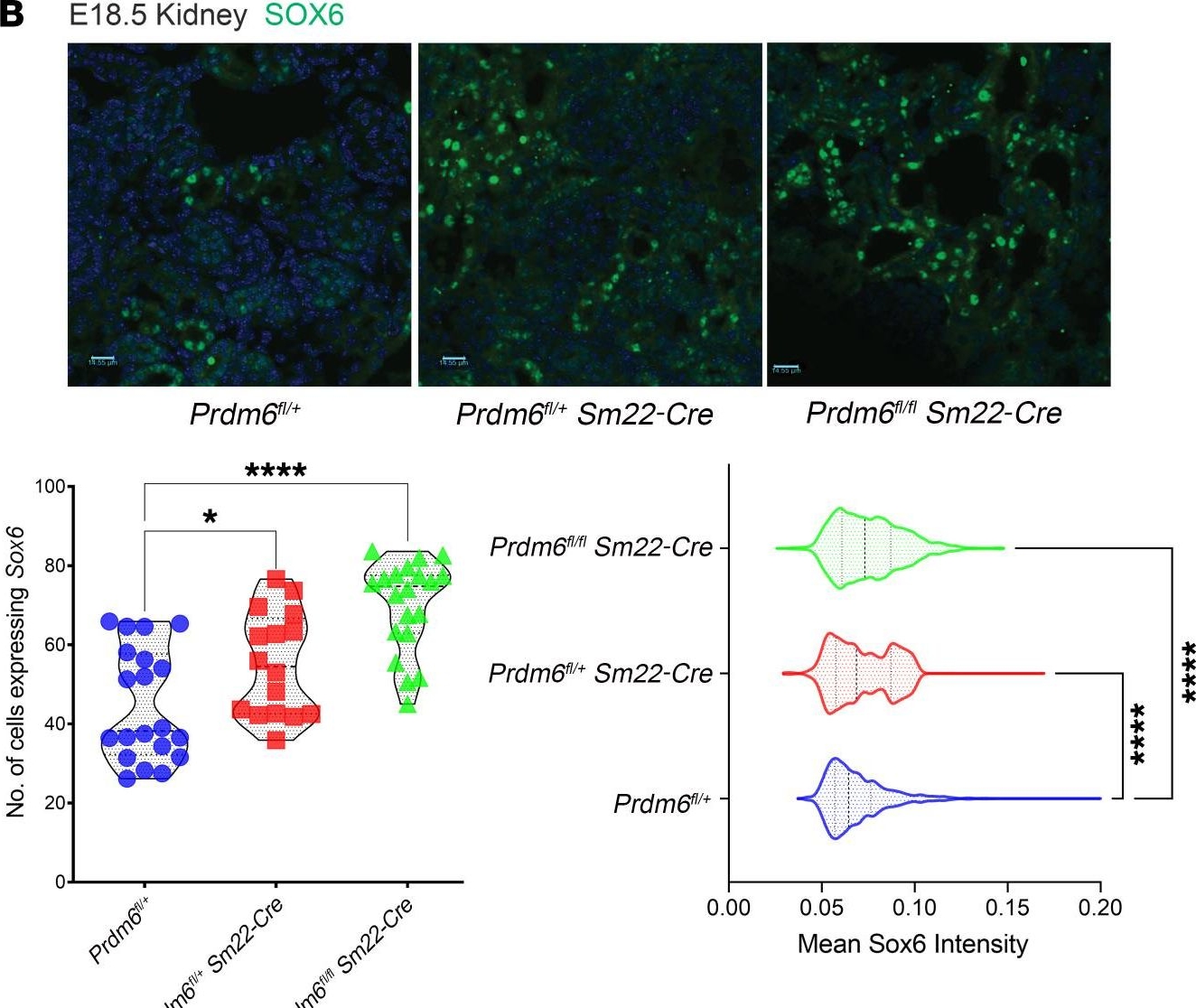 Fig.8.B showing Immunohistochemistry-immunofluorescence in a Mus musculus (House mouse) sample from the publication: A systems biology approach identifies the role of dysregulated PRDM6 in the development of hypertension.