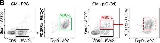 Fig.4.B showing Flow cytometry/Cell sorting in a Mus musculus (House mouse) sample from the publication: Inflammation perturbs hematopoiesis by remodeling specific compartments of the bone marrow niche.