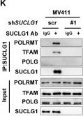 Fig.2.K showing Western Blotting in a Homo sapiens (Human) sample from the publication: SUCLG1 restricts POLRMT succinylation to enhance mitochondrial biogenesis and leukemia progression.