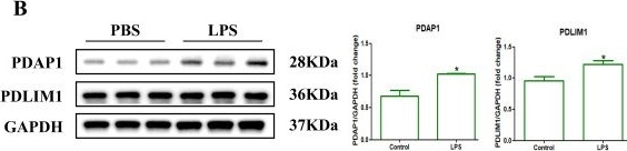 Fig.3.B showing Western Blotting in a Mus musculus (House mouse) sample from the publication: Lactylation-driven PDLIM1/PDAP1 axis remodels the inflammatory landscape of acute lung injury: mechanistic insights and precision intervention.