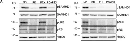 Fig.6.A showing Western Blotting from the publication: Pharmacological Modulation of SAMHD1 Activity by CDK4/6 Inhibitors Improves Anticancer Therapy.