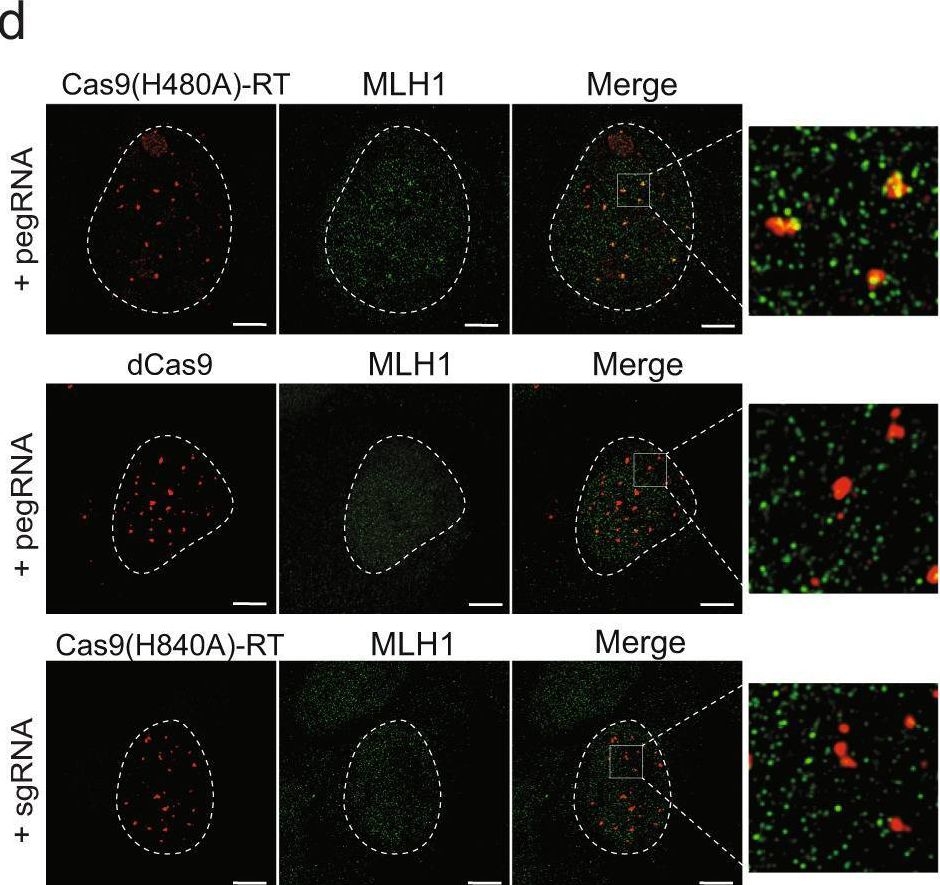 Fig.2.D showing Immunocytochemistry-immunofluorescence in a Mus musculus (House mouse) sample from the publication: Prime editing efficiency and fidelity are enhanced in the absence of mismatch repair.