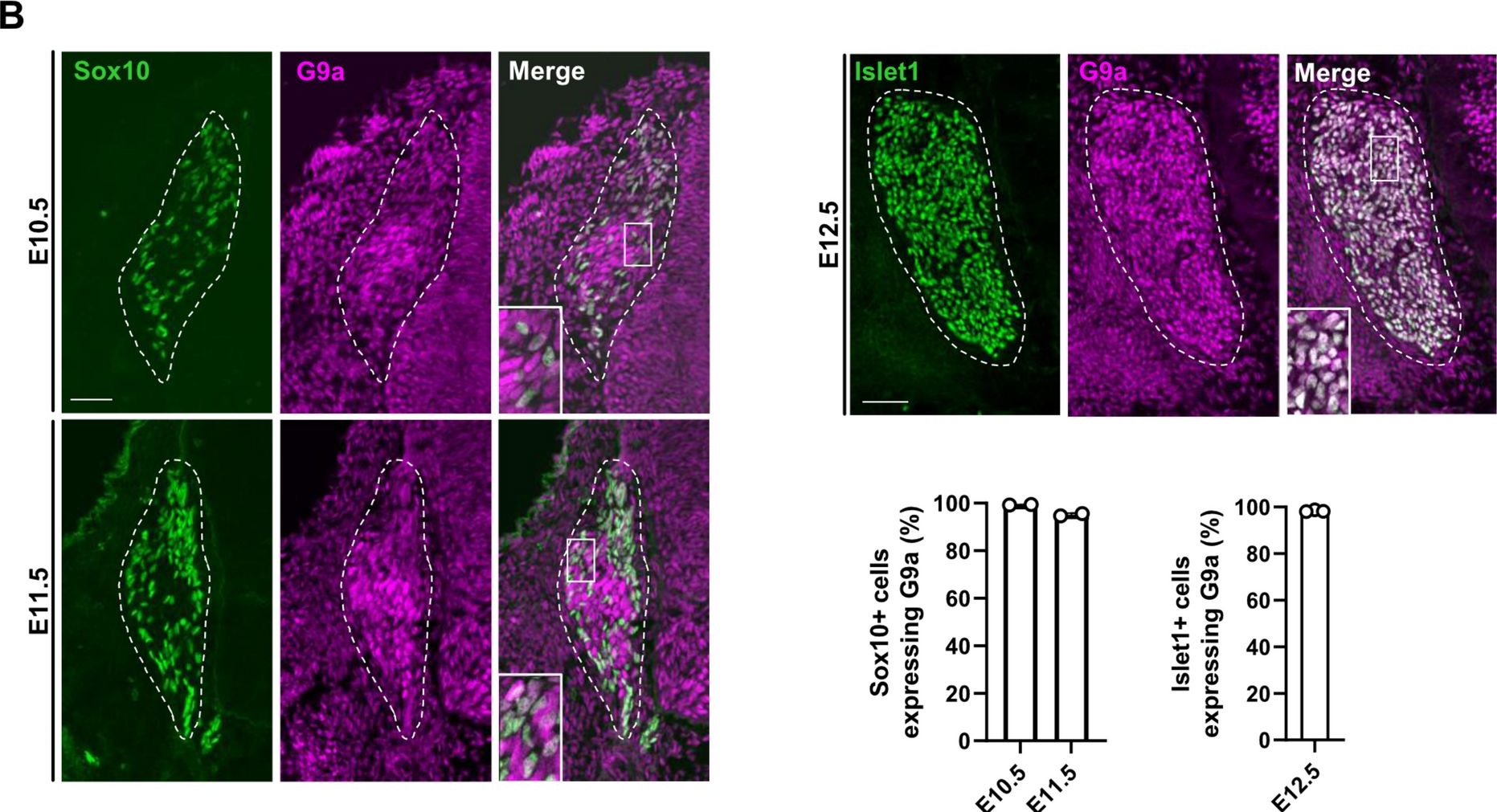 Fig.2.B showing Immunohistochemistry-immunofluorescence in a Mus musculus (House mouse) sample from the publication: Loss of G9a does not phenocopy the requirement for Prdm12 in the development of the nociceptive neuron lineage.