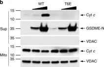 Fig.5.B showing Western Blotting in a Homo sapiens (Human) sample from the publication: Gasdermin pores permeabilize mitochondria to augment caspase-3 activation during apoptosis and inflammasome activation.