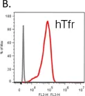 Fig.2.B showing Immuno-assay in a Homo sapiens (Human) sample from the publication: Application of In vitro transcytosis models to brain targeted biologics.