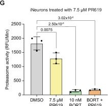 Fig.4.G from the publication: Oxidative stress causes a reversible decrease of deubiquitylases activity in old vertebrate brains.