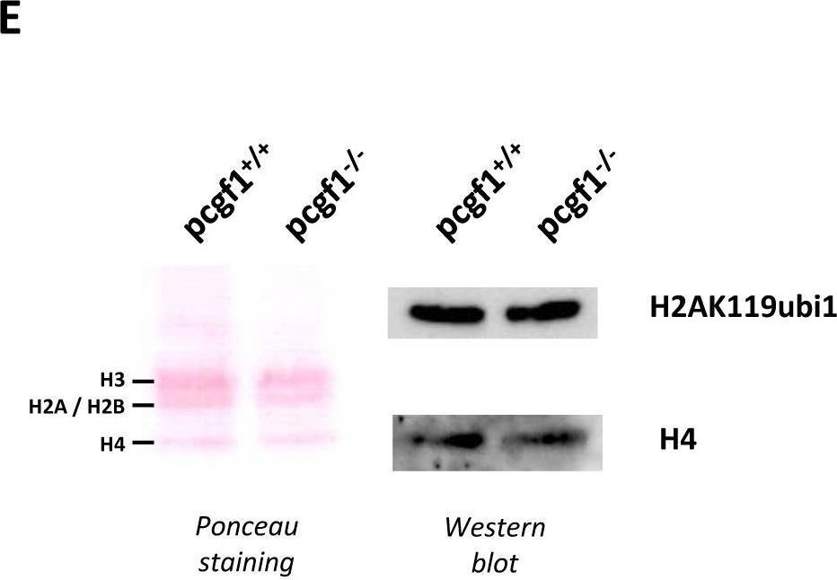 Fig.3.E showing Western Blotting from the publication: The Polycomb Group Protein Pcgf1 Is Dispensable in Zebrafish but Involved in Early Growth and Aging.