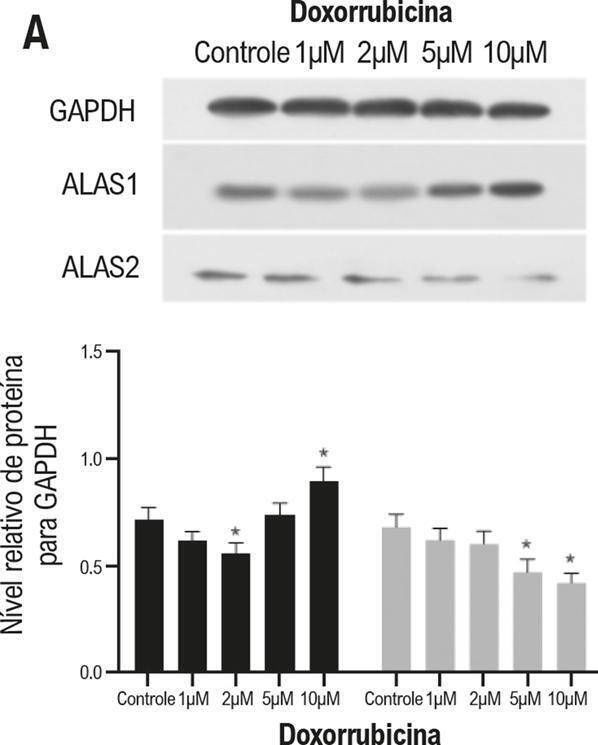 Fig.4.A showing Western Blotting from the publication: Effects of Doxorubicin on Heme Biosynthesis and Metabolism in Cardiomyocyte.