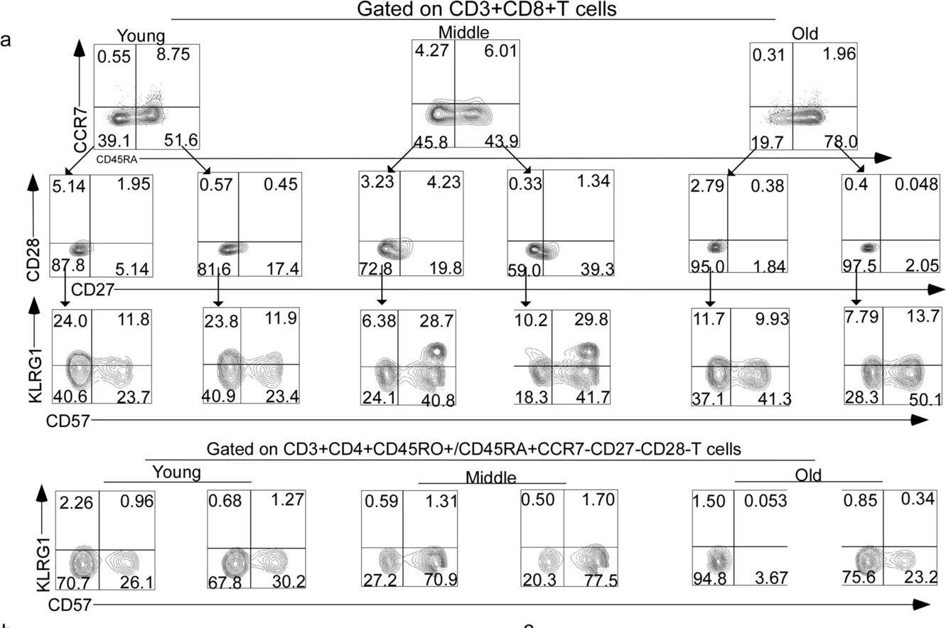 Fig.1.A showing Flow cytometry/Cell sorting in a Homo sapiens (Human) sample from the publication: The effect of metformin on senescence of T lymphocytes.