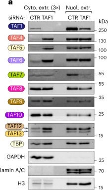 Fig.6.A showing Western Blotting in a Homo sapiens (Human) sample from the publication: Hierarchical TAF1-dependent co-translational assembly of the basal transcription factor TFIID.