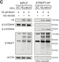 Fig.1.C showing Western Blotting from the publication: Proximity interactome of lymphatic VE-cadherin reveals mechanisms of junctional remodeling and reelin secretion.
