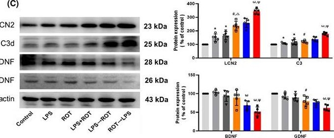 Fig.5.C showing Western Blotting in a Rattus norvegicus (Rat) sample from the publication: Synergistic effects of lipopolysaccharide and rotenone on dopamine neuronal damage in rats.
