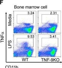 Fig.2.F showing Flow cytometry/Cell sorting from the publication: Targeting eRNA-Producing Super-Enhancers Regulates TNFα Expression and Mitigates Chronic Inflammation in Mice and Patient-Derived Immune Cells.