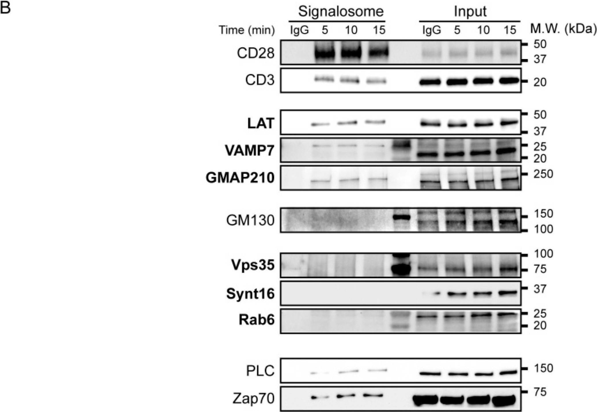 Fig.3.B showing Western Blotting in a Homo sapiens (Human) sample from the publication: Retrograde and Anterograde Transport of Lat-Vesicles during the Immunological Synapse Formation: Defining the Finely-Tuned Mechanism.