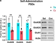 Fig.3.B showing Western Blotting from the publication: Cocaine-Induced Synaptic Redistribution of NMDARs in Striatal Neurons Alters NMDAR-Dependent Signal Transduction.