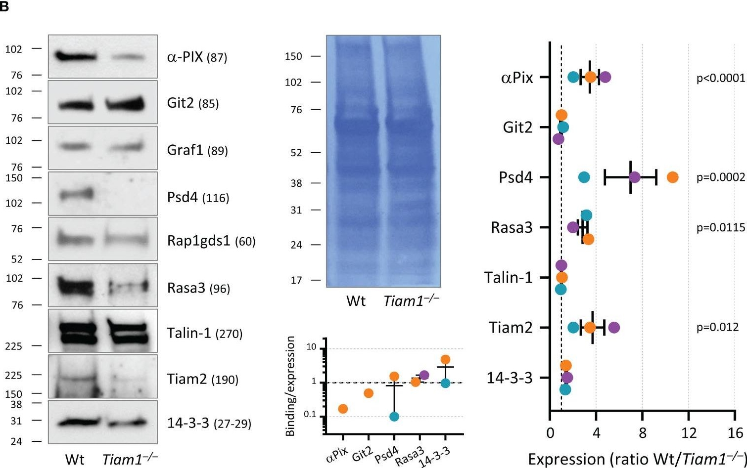 Fig.9.B showing Western Blotting from the publication: The Rac-GEF Tiam1 controls integrin-dependent neutrophil responses.