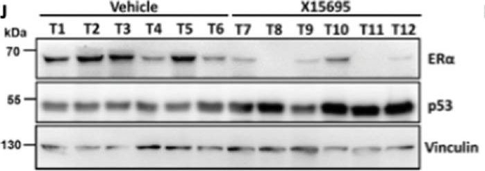Fig.6.J showing Western Blotting in a Homo sapiens (Human) sample from the publication: Identification of an Imidazopyridine-based Compound as an Oral Selective Estrogen Receptor Degrader for Breast Cancer Therapy.