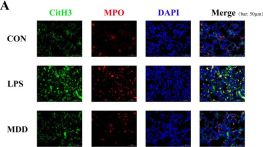 Citrullinated Histone H3 Antibody (Arg17) (E4O3F) CitH3 | Cell