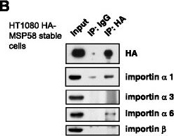 Fig.3.B showing Western Blotting in a Homo sapiens (Human) sample from the publication: Identification and characterization of nuclear and nucleolar localization signals in 58-kDa microspherule protein (MSP58).