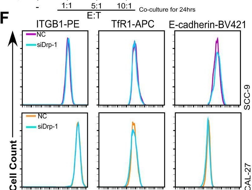 Fig.7.F showing Flow cytometry/Cell sorting from the publication: Mitochondrial fission induces immunoescape in solid tumors through decreasing MHC-I surface expression.