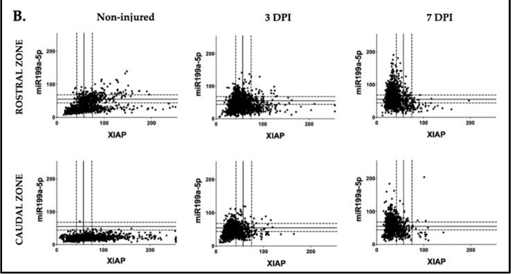 Fig.12.B showing Flow cytometry/Cell sorting from the publication: Identification of a New Role of miR-199a-5p as Factor Implied in Neuronal Damage: Decreasing the Expression of Its Target X-Linked Anti-Apoptotic Protein (XIAP) After SCI.