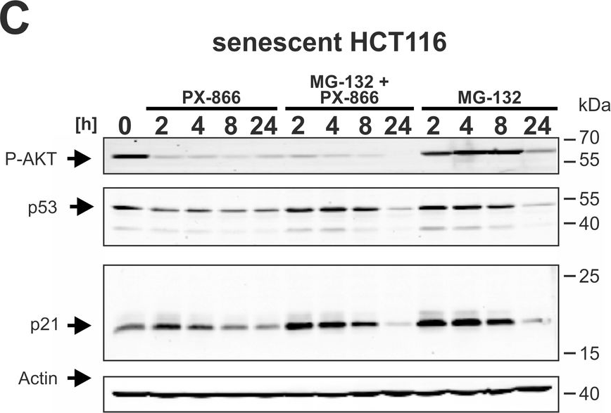 Fig.6.C showing Western Blotting from the publication: Combined inhibition of class 1-PI3K-alpha and delta isoforms causes senolysis by inducing p21WAF1/CIP1 proteasomal degradation in senescent cells.