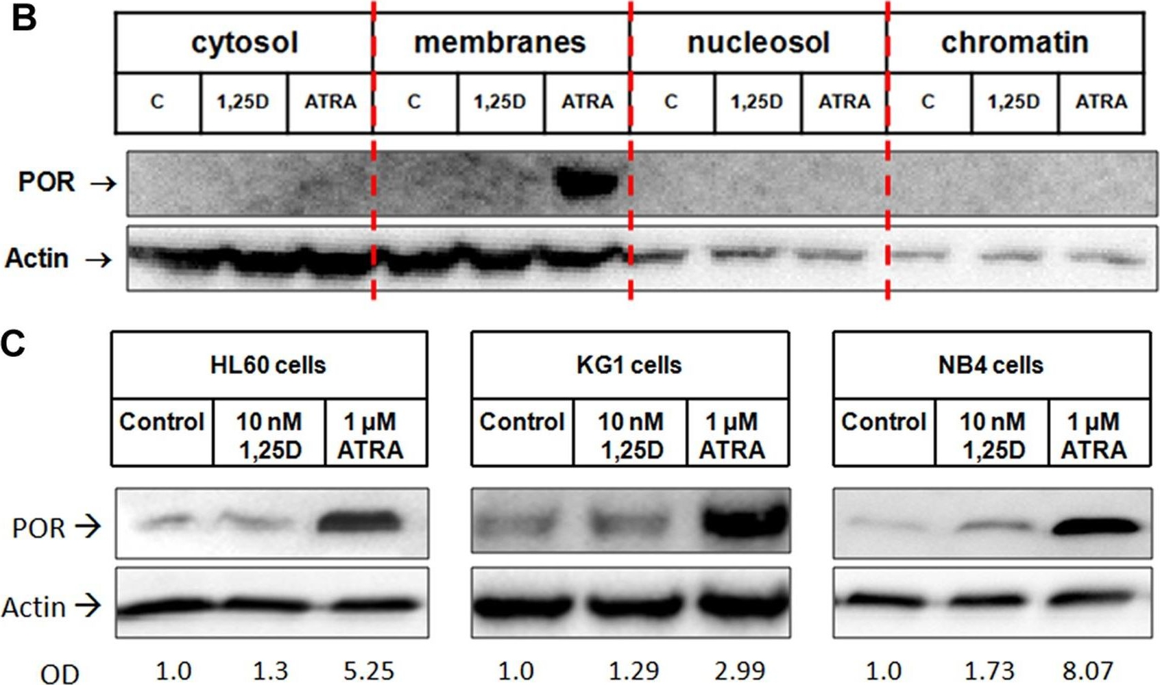 Fig.2.B showing Western Blotting in a Homo sapiens (Human) sample from the publication: NADPH-cytochrome P450 reductase is regulated by all-trans retinoic acid and by 1,25-dihydroxyvitamin D3 in human acute myeloid leukemia cells.