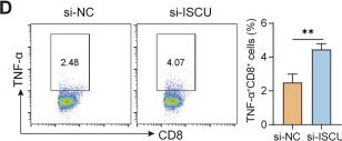 Fig.8.D showing Flow cytometry/Cell sorting in a Mus musculus (House mouse) sample from the publication: ISCU-p53 axis orchestrates macrophage polarization to dictate immunotherapy response in esophageal squamous cell carcinoma.