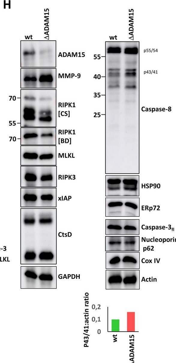 Fig.5.H showing Western Blotting in a Homo sapiens (Human) sample from the publication: Loss of ADAM15 prevents necroptosis induction by partial RIPK1 degradation due to enhanced TNF-R1 surface expression and basal caspase-8 activation.