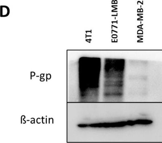 Fig.7.D showing Western Blotting from the publication: A BPTF Inhibitor That Interferes with the Multidrug Resistance Pump to Sensitize Murine Triple-Negative Breast Cancer Cells to Chemotherapy.