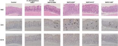 CD3 epsilon (D4V8L) Rabbit Monoclonal Antibody | Cell Signaling