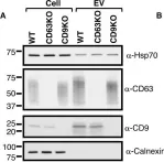 Fig.2.A showing Western Blotting in a Homo sapiens (Human) sample from the publication: Lack of involvement of CD63 and CD9 tetraspanins in the extracellular vesicle content delivery process.