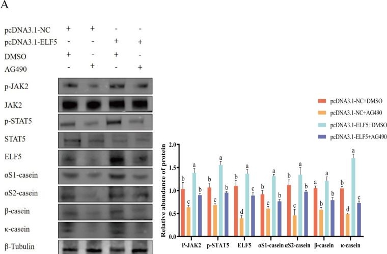 Fig.8.A showing Western Blotting from the publication: ELF5 modulates casein synthesis in goat mammary epithelial cells via JAK2/STAT5 signaling pathway.